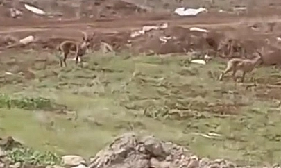 Elazığ'da dağ keçileri görüldü