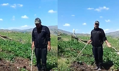 Elazığ'da domuzlar tarlayı bastı, çiftçi güldürdü