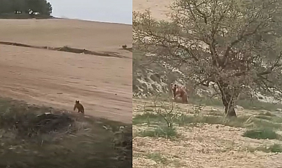 Elazığ'da ilginç anlar!