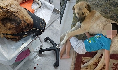 Elazığ'da ısırdığını iddia ettiği köpeği silahla vurdu