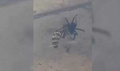 Elazığ'da nefes kesen tuzak