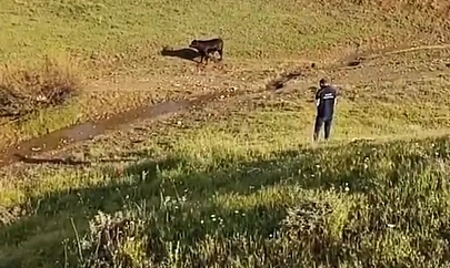 Elazığ'da sahibinin elinden kaçan ineği belediye ekipleri yakaladı