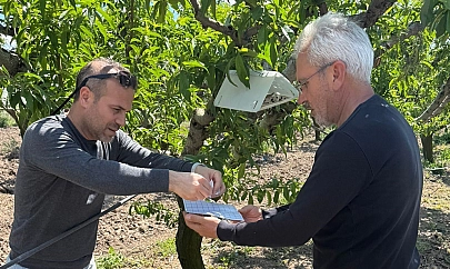 Elazığ'da şeftali güvesine karşı feromon tuzak