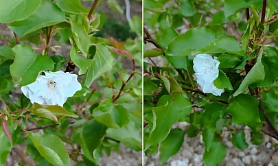Elazığ'da zirai don sonrası bir mucize gerçekleşti!