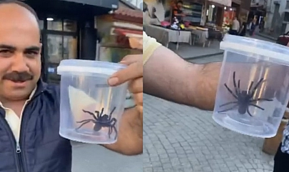 Elazığ esnafı devasa siyah örümcekle şaşkına döndü!