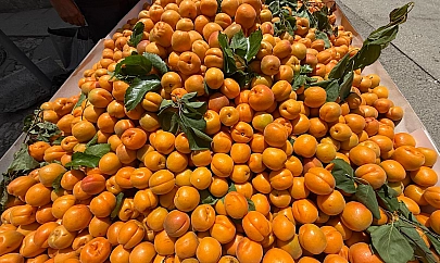 Kilosunu 70 lira gören poşet poşet aldı