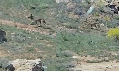 Koruma altındalardı Elazığ'da görüntülendi!