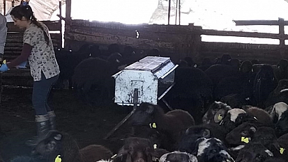 Elazığ'da aşılama ve küpeleme çalışmaları sürüyor