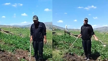 Elazığ'da domuzlar tarlayı bastı, çiftçi güldürdü
