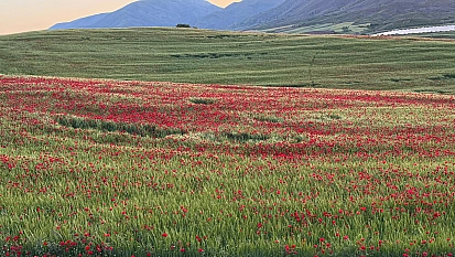 Elazığ'da gelincikler görsel şöleniyle mest etti