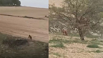Elazığ'da ilginç anlar!