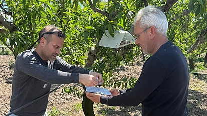 Elazığ'da şeftali güvesine karşı feromon tuzak
