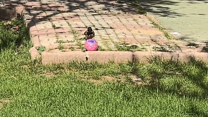 Elazığ'da top cambazı karga