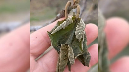 Elazığ'da zirai don tarımsal üretime zarar verdi