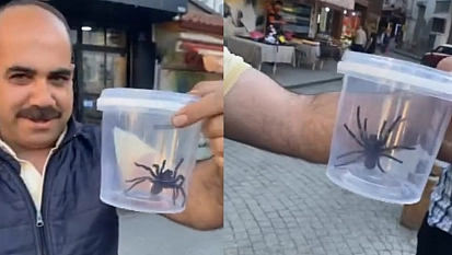Elazığ esnafı devasa siyah örümcekle şaşkına döndü!