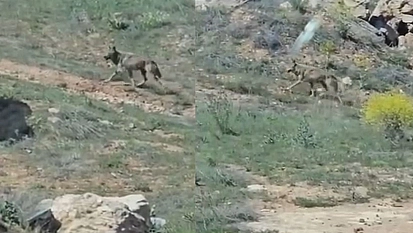 Koruma altındalardı Elazığ'da görüntülendi!