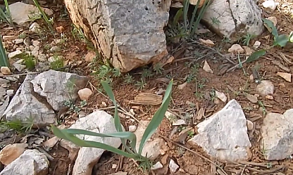 Elazığ'da dağlardan toplanıyor! Faydaları saymakla bitmiyor… Vücudun direnci artıyor