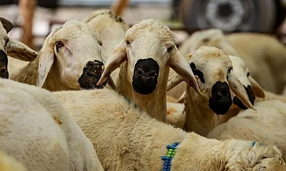 Elazığ'da kurbanınızı bu alandan başka yerde keserseniz ceza yiyebilirsiniz! İşte adresler…