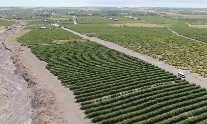 Elazığ'da üretiliyor Avrupa kapış kapış alıyor! Yerine göre kilosu 400 TL'yi aşıyor… Faydası saymakla bitmiyor
