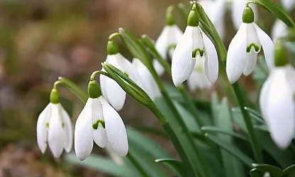 İlk cemre ne zaman düşecek? 2026 cemre tarihleri...