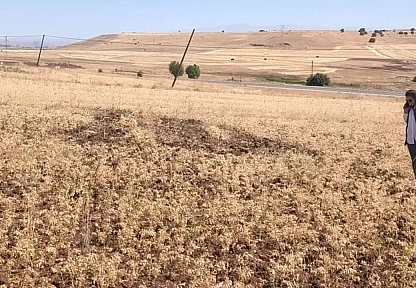Ağın'da tüylü nohutta hasat bereketi
