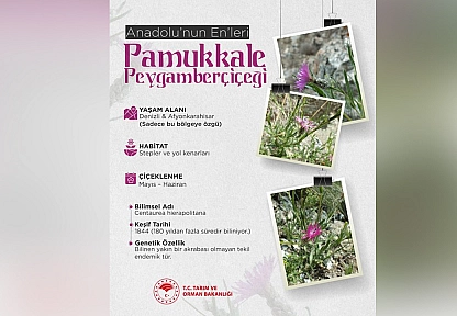 Anadolu'nun nadide çiçeği: Pamukkale Peygamberçiçeği