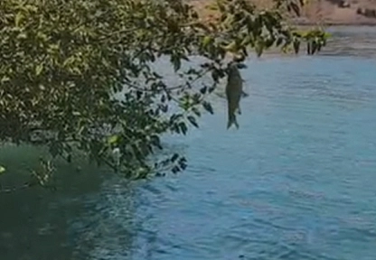 Balık bu kez ağaçta yakalandı