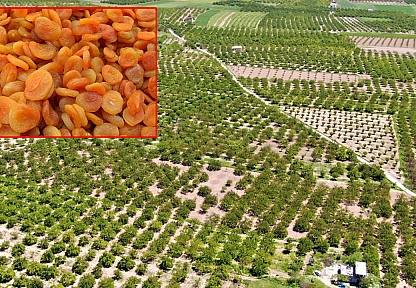 Baskil kayısısı rekoltede zirvede, tescilde sıfırda
