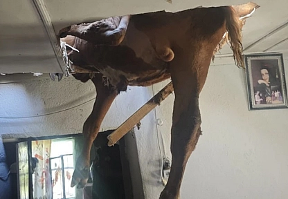 Damızlık boğa çatıdan salona düştü