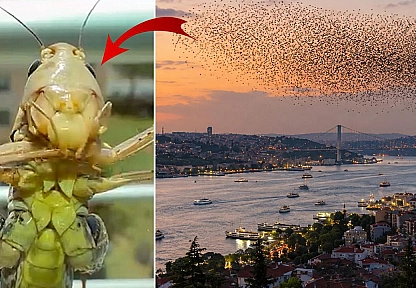 Dev çekirge sürüsü yayılıyor! Bir il daha alarm verdi