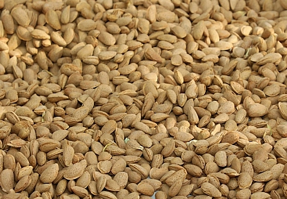 Elazığ bademinde hasat bereketi