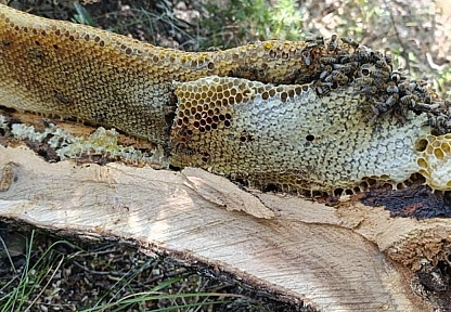 Elazığ'da ağaç kovuğundan kilo kilo bal çıktı