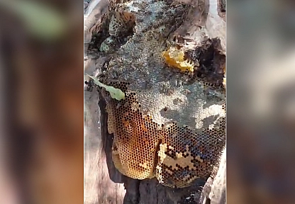 Elazığ'da ağaçtan bal hasadı: 13 kilo bal çıktı