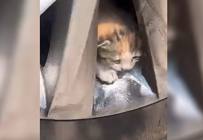Elazığ'da Aracın teker kısmına sıkışan kediler kurtarıldı