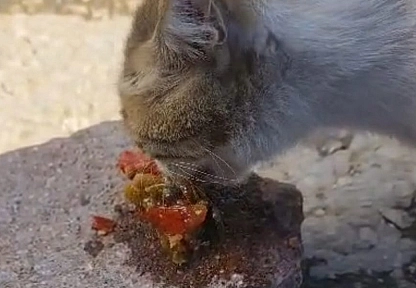 Elazığ'da bu kedi menemene hayır diyemedi