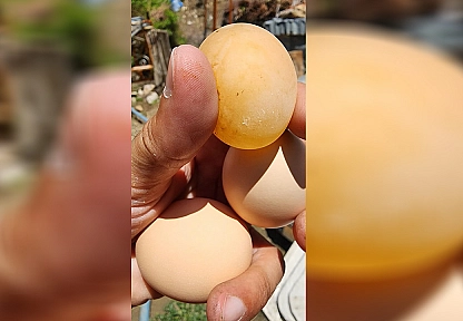 Elazığ'da bu yumurtayı gören gözlerine inanamadı