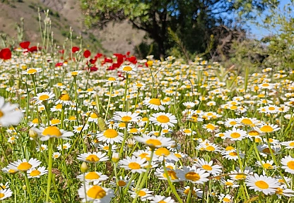 Elazığ'da bugün hava durumu (24.12.2025)