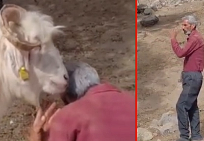 Elazığ'da çobanın 'Kim Yedi?' sorusuna keçiden ilginç yanıt