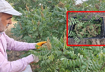 Elazığ'da doğal sumak hasadı başladı