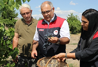 Elazığ'da erkenci üzüm hasadı başladı