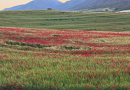 Elazığ'da gelincikler görsel şöleniyle mest etti