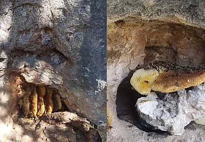 Elazığ'da görenler hayret ediyor