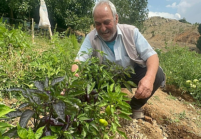 Elazığ'da görenler şaşkına döndü: Bahçesinde mor biber yetiştiriyor