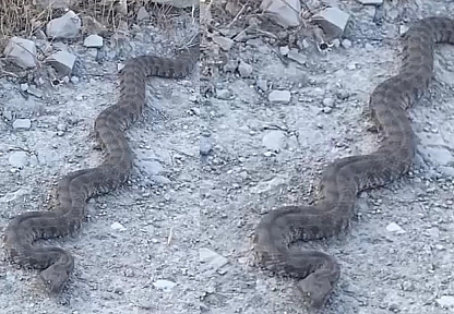 Elazığ'da görüntülenen yılan tedirgin etti