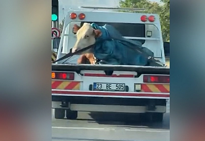 Elazığ'da ilginç anlar!