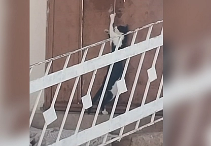 Elazığ'da kediden inanılmaz hamle