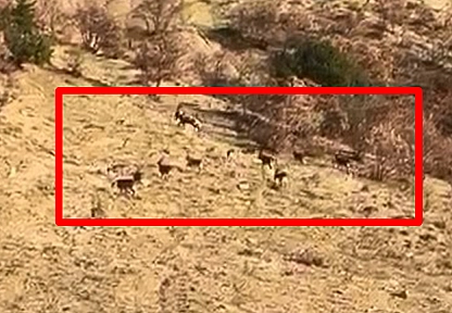 Elazığ'da koruma altındaki dağ keçileri görüntülendi