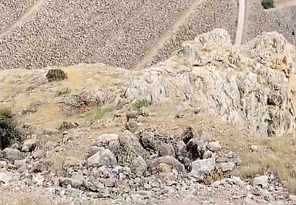 Elazığ'da koruma altındaki dağ keçileri görüntülendi
