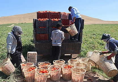 Elazığ'da mevsimlik işçilerin tarlada ekmek mücadelesi