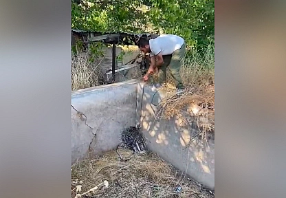 Elazığ'da nesli tehlike altındaki oklu kirpi kurtarıldı